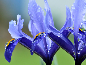 Irises | Ирисы