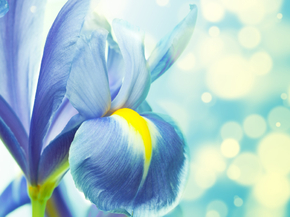 Irises | Ирисы