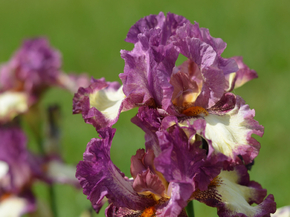 Irises | Ирисы