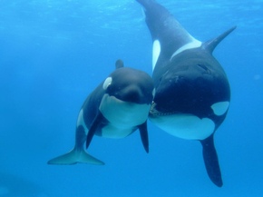 Killer whale | Косатка