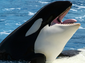 Killer whale | Косатка