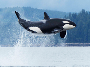 Killer whale | Косатка