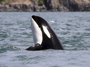Killer whale | Косатка