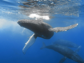 Whale | Кит