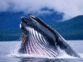 Whale | Кит