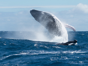 Whale | Кит