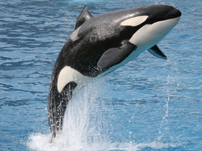 Killer whale | Косатка