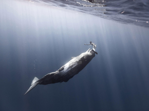 Whale | Кит