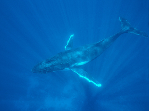 Whale | Кит