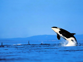 Killer whale | Косатка