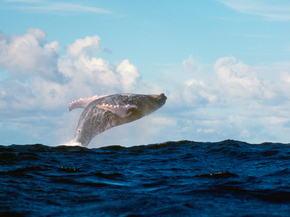 Whale | Кит