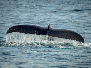 Killer whale | Косатка