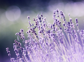 Lavender | Лаванда