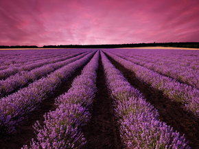 Lavender | Лаванда