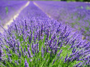Lavender | Лаванда