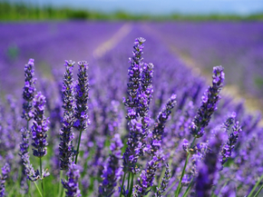 Lavender | Лаванда