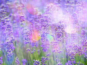 Lavender | Лаванда