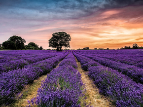 Lavender | Лаванда