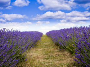 Lavender | Лаванда