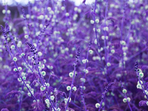 Lavender | Лаванда