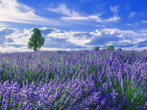 Lavender | Лаванда