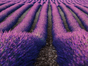 Lavender | Лаванда
