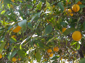 Lemons | Лимоны