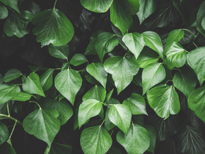 Foliage | Листья