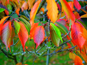 Foliage | Листья
