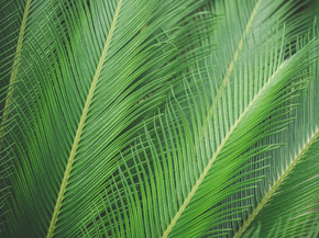Foliage | Листья