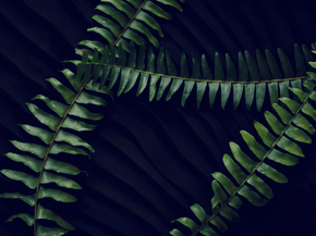 Foliage | Листья Foliage | Листья