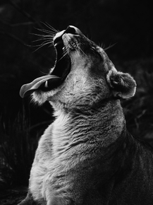 Lioness | Львица