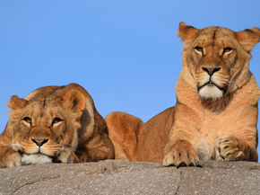 Lioness | Львица
