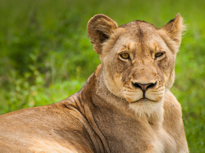 Lioness | Львица