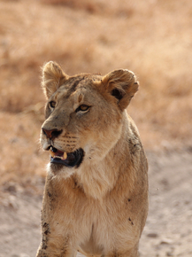 Lioness | Львица Lioness | Львица