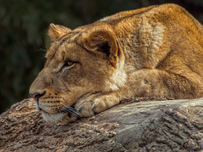Lioness | Львица