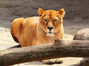 Lioness | Львица