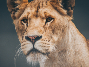Lioness | Львица