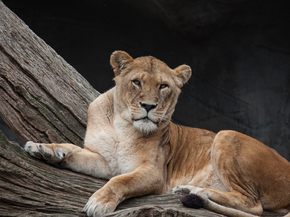 Lioness | Львица