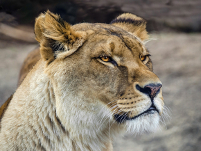 Lioness | Львица