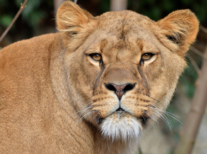 Lioness | Львица