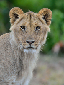 Lioness | Львица