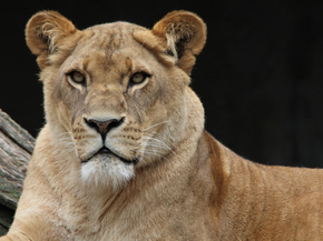 Lioness | Львица