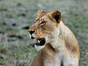 Lioness | Львица