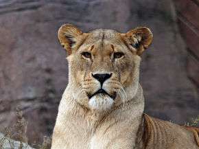 Lioness | Львица