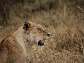 Lioness | Львица