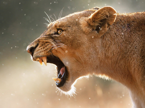 Lioness | Львица