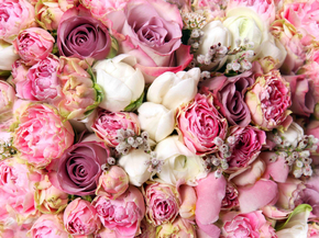 Roses | Нежные розы
