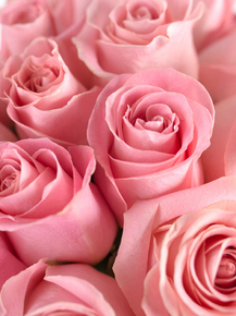 Roses | Нежные розы