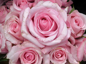 Roses | Нежные розы